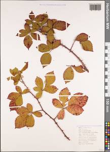 Rubus sanctus Schreb., Caucasus, Black Sea Shore (from Novorossiysk to Adler) (K3) (Russia)