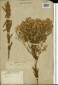 Galatella sedifolia subsp. sedifolia, Eastern Europe, Lower Volga region (E9) (Russia)