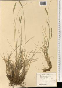 Agropyron desertorum (Fisch. ex Link) Schult., Mongolia (MONG) (Mongolia)