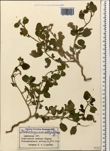 Heliotropium ellipticum Ledeb., Caucasus, Armenia (K5) (Armenia)