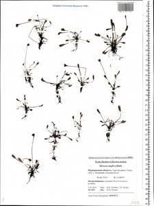 Drosera ×anglica Huds., Eastern Europe, Northern region (E1) (Russia)