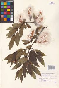 Salix pentandra L., Western Europe (EUR) (Sweden)