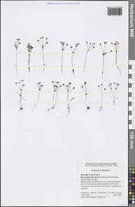 Androsace elongata L., Eastern Europe, Lower Volga region (E9) (Russia)