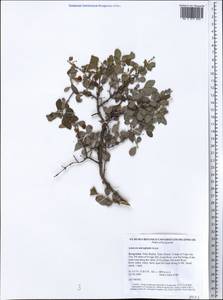 Lonicera microphylla Willd. ex Roem. & Schult., Middle Asia, Western Tian Shan & Karatau (M3) (Kyrgyzstan)