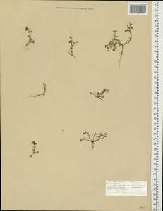 Spergularia rubra (L.) J. Presl & C. Presl, Eastern Europe, Northern region (E1) (Russia)