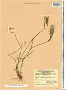 Hordeum murinum subsp. leporinum (Link) Arcang., Crimea (KRYM) (Russia)