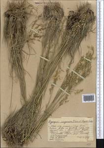 Piptatherum songaricum (Trin. & Rupr.) Roshev., Middle Asia, Western Tian Shan & Karatau (M3) (Kazakhstan)