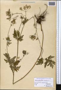 Chaerophyllum aureum L., Crimea (KRYM) (Russia)