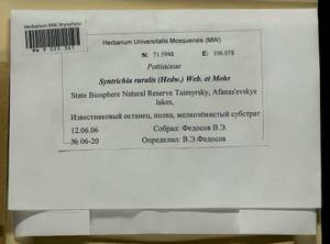 Syntrichia ruralis (Hedw.) F. Weber & D. Mohr, Bryophytes, Bryophytes - Krasnoyarsk Krai, Tyva & Khakassia (B17) (Russia)