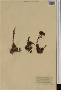 Sempervivum arachnoideum L., Western Europe (EUR) (France)