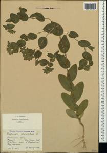Bupleurum rotundifolium L., Crimea (KRYM) (Russia)