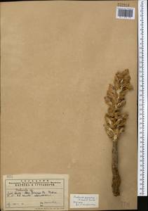 Orobanche gigantea (Beck) Gontsch., Middle Asia, Western Tian Shan & Karatau (M3) (Kazakhstan)