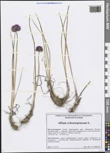 Allium schoenoprasum L., Siberia, Central Siberia (S3) (Russia)