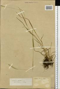 Phleum pratense L., Siberia (no precise locality) (S0) (Russia)