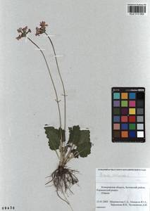 Primula cortusoides L., Siberia, Altai & Sayany Mountains (S2) (Russia)