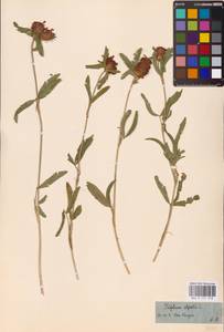 Trifolium alpestre L., Eastern Europe, Central region (E4) (Russia)