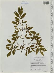 Vaccinium smallii A. Gray, Siberia, Russian Far East (S6) (Russia)