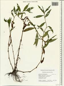 Persicaria maculosa Gray, Crimea (KRYM) (Russia)