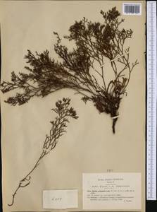 Limonium articulatum (Loisel.) Kuntze, Western Europe (EUR) (Italy)