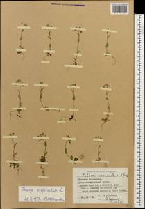 Microthlaspi perfoliatum (L.) F.K.Mey., Caucasus, Georgia (K4) (Georgia)