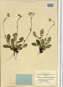 Geum geoides (Pall.) Smedmark, Siberia, Altai & Sayany Mountains (S2) (Russia)