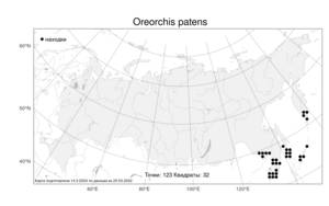 Oreorchis patens (Lindl.) Lindl., Atlas of the Russian Flora (FLORUS) (Russia)