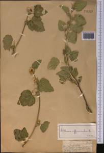 Althaea officinalis L., Middle Asia, Muyunkumy, Balkhash & Betpak-Dala (M9) (Kazakhstan)
