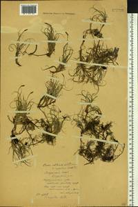 Carex rupestris All., Siberia, Yakutia (S5) (Russia)