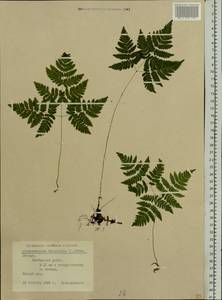 Gymnocarpium dryopteris (L.) Newm., Eastern Europe, Latvia (E2b) (Latvia)