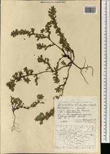 Amaranthus blitoides S.Watson, Mongolia (MONG) (Mongolia)