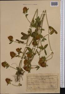Trifolium pratense L., Middle Asia, Western Tian Shan & Karatau (M3) (Uzbekistan)