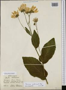 Doronicum austriacum Jacq., Western Europe (EUR) (Bulgaria)