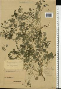 Fumaria officinalis L., Eastern Europe, Central forest-and-steppe region (E6) (Russia)