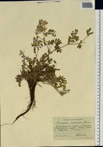 Astragalus marinus A. Boriss., Siberia, Russian Far East (S6) (Russia)