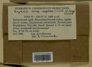 Brachythecium novae-angliae (Sull. & Lesq.) A. Jaeger, Bryophytes, Bryophytes - Russian Far East (excl. Chukotka & Kamchatka) (B20) (Russia)