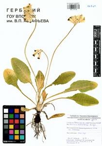 Primula veris subsp. macrocalyx (Bunge) Lüdi, Siberia, Altai & Sayany Mountains (S2) (Russia)