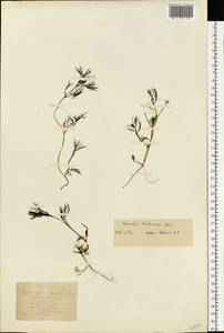 Ranunculus kauffmanii P. Clerc, Eastern Europe, Central region (E4) (Russia)