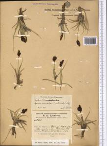 Carex melanantha C.A.Mey., Middle Asia, Pamir & Pamiro-Alai (M2) (Kyrgyzstan)