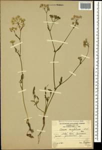 Carum meifolium (M. Bieb.) Boiss., Caucasus, South Ossetia (K4b) (South Ossetia)