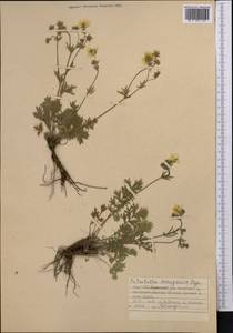 Potentilla soongarica Bunge, Middle Asia, Northern & Central Tian Shan (M4) (Kyrgyzstan)