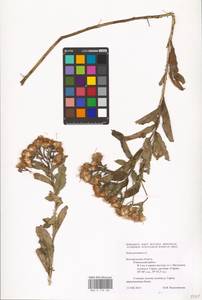 Pentanema germanicum (L.) D. Gut. Larr., Santos-Vicente, Anderb., E. Rico & M. M. Mart. Ort., Eastern Europe, Central forest-and-steppe region (E6) (Russia)