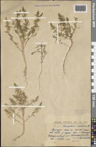 Teloxys aristata (L.) Moq., Middle Asia, Northern & Central Kazakhstan (M10) (Kazakhstan)