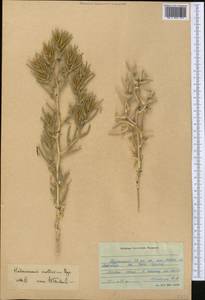 Halimocnemis mollissima Bunge, Middle Asia, Karakum (M6) (Turkmenistan)