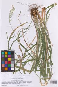Festuca altissima All., Eastern Europe, Moscow region (E4a) (Russia)
