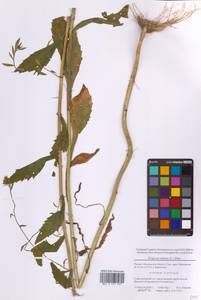 Erigeron annuus (L.) Pers., Eastern Europe, Moscow region (E4a) (Russia)