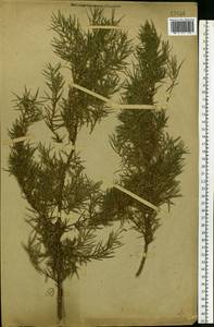 Juniperus communis L., Eastern Europe, Volga-Kama region (E7) (Russia)