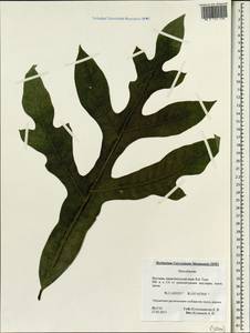 Malvaceae, South Asia, South Asia (Asia outside ex-Soviet states and Mongolia) (ASIA) (Vietnam)