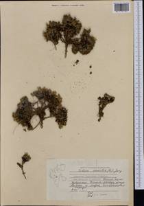 Silene acaulis (L.) Jacq., Western Europe (EUR) (Svalbard and Jan Mayen)