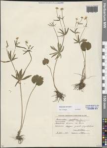 Ranunculus auricomus L., Eastern Europe, Moscow region (E4a) (Russia)