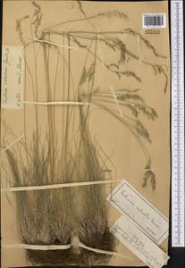 Festuca valesiaca Schleich. ex Gaudin, Middle Asia, Dzungarian Alatau & Tarbagatai (M5) (Kazakhstan)